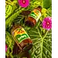 Kelpy Plant Food Large Size 500 Ml/ 16.8 oz