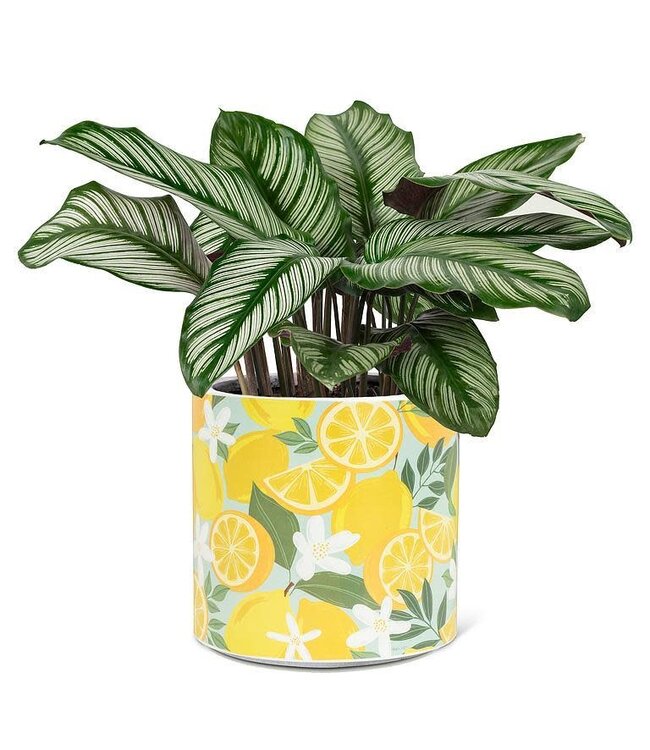 Lg Lemon & Blossom Planter 6.5"