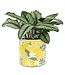 Lg Lemon & Blossom Planter 6.5"