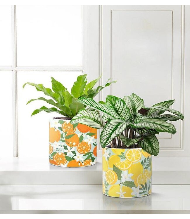 Lg Lemon & Blossom Planter 6.5"