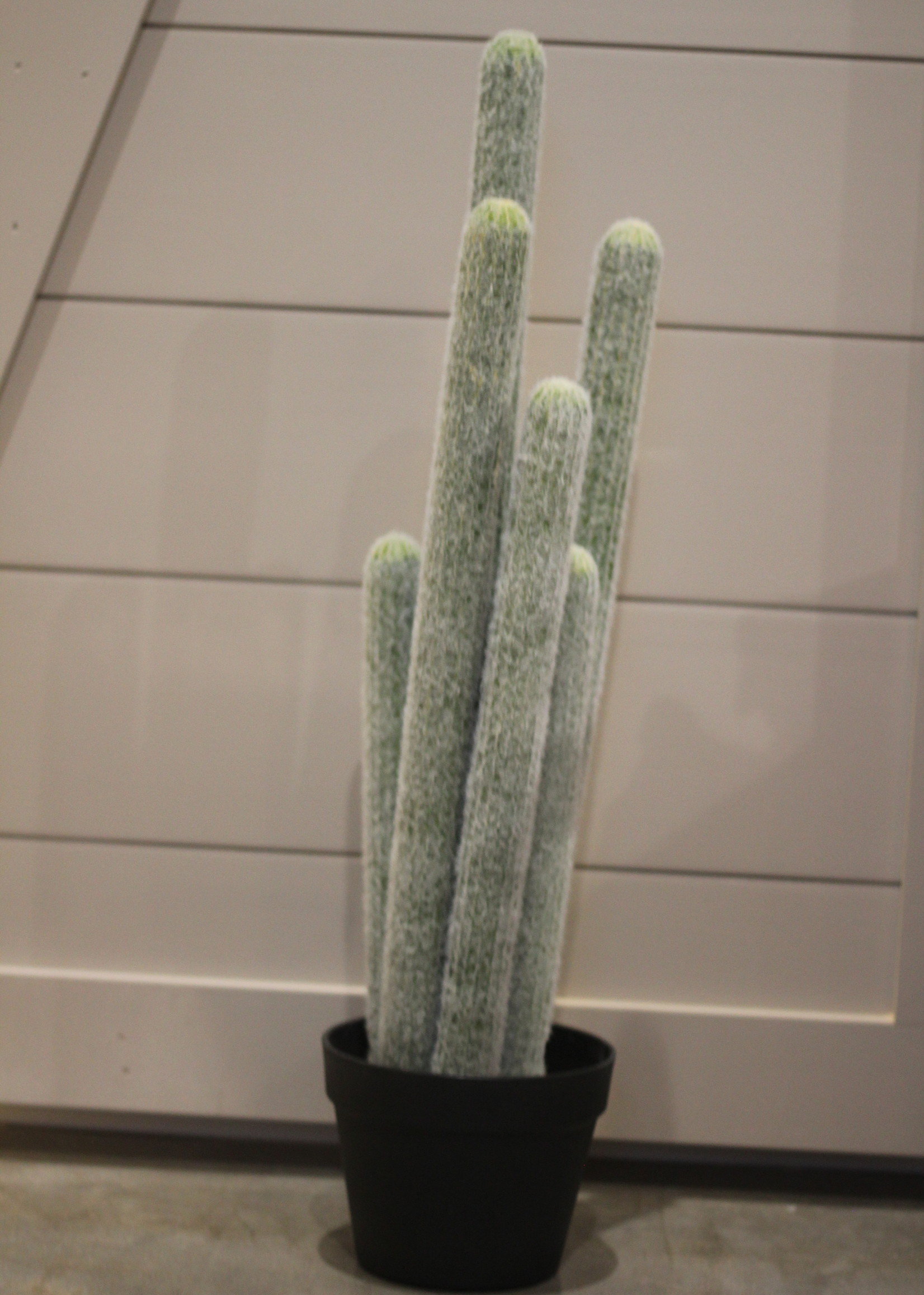 Organ Pipe Cactus in pot 30 in
