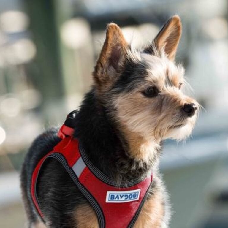 Baydog LIBERTY BAY HARNESS