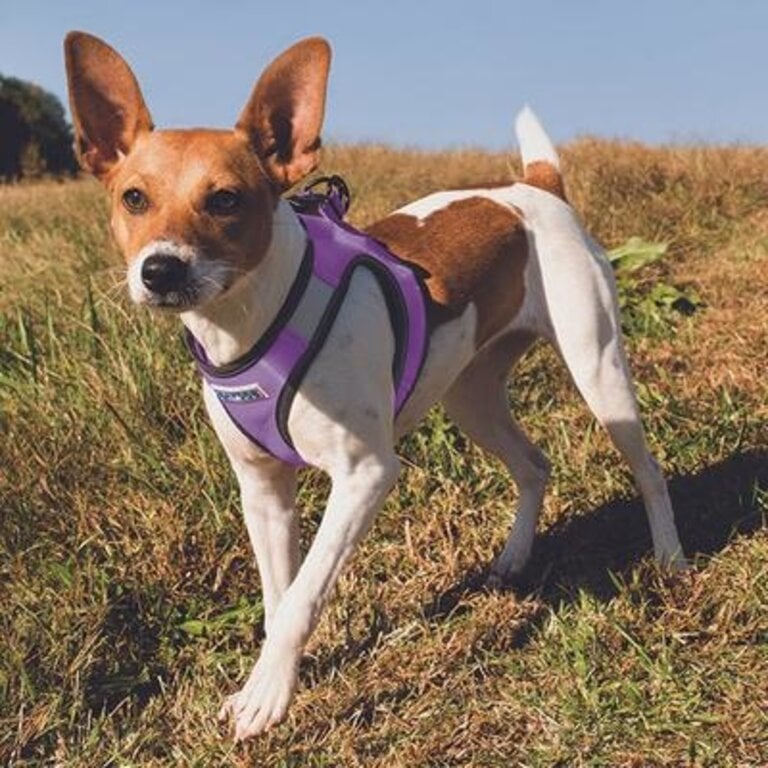 Baydog LIBERTY BAY HARNESS