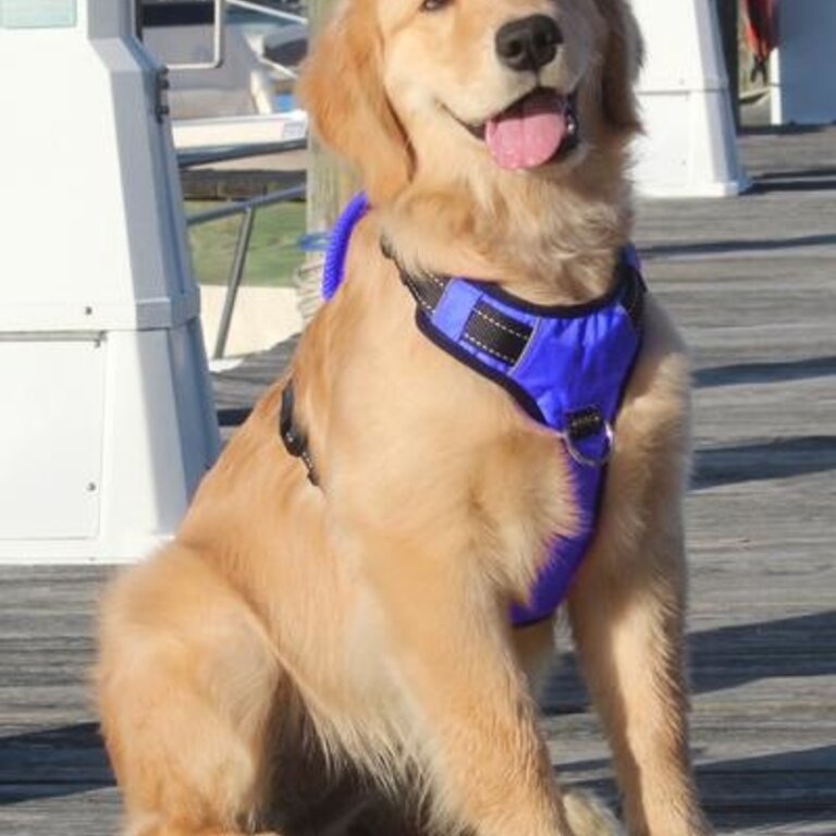 Baydog Baydog Chesapeake Harness