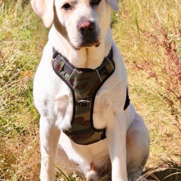Baydog Baydog Chesapeake Harness