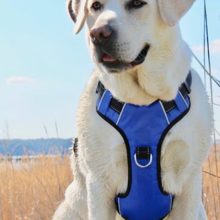 Baydog Baydog Chesapeake Harness