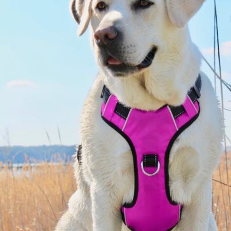 Baydog Baydog Chesapeake Harness