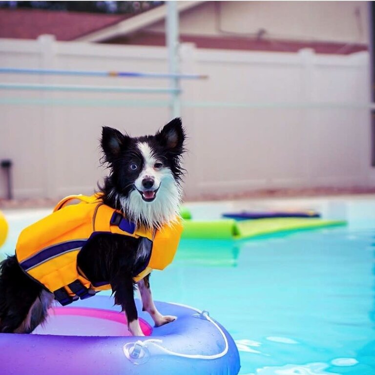 Baydog Life Jacket Monterey Bay Offshore Yellow Small