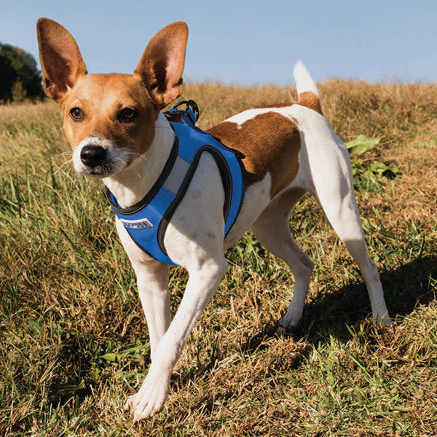 Baydog LIBERTY BAY HARNESS BLUE MEDIUM