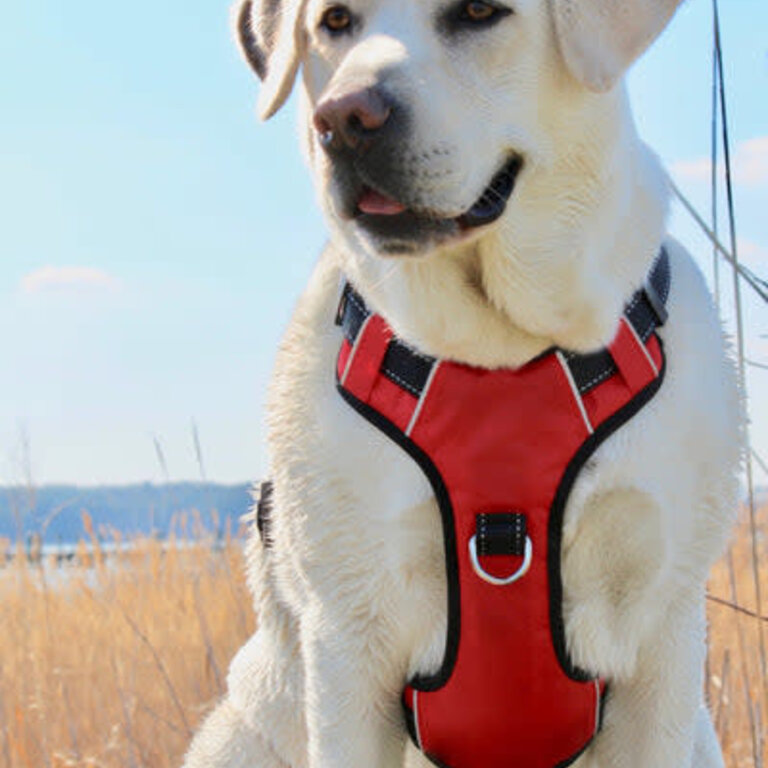 Baydog Baydog Chesapeake Harness