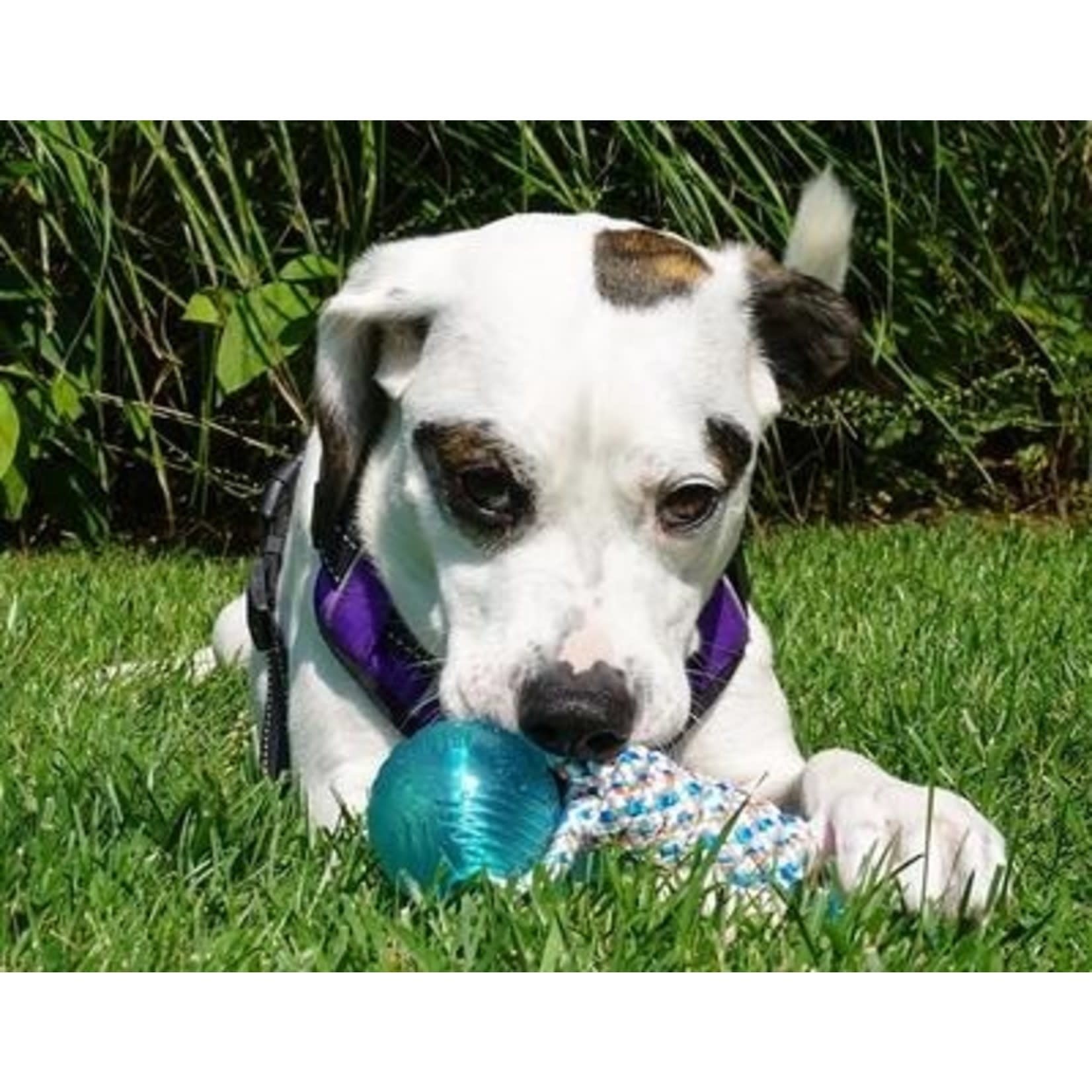 Baydog BAYDOG BUOY BALL TOY WHITE