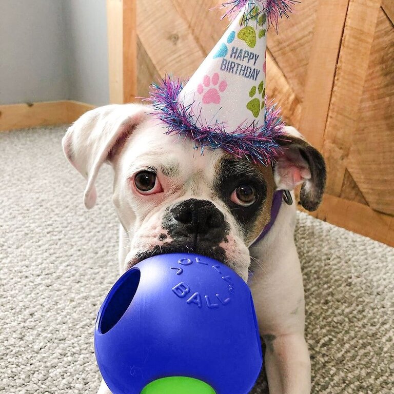 Jolly Pets Jolly Pets Teaser Ball Blue 6"
