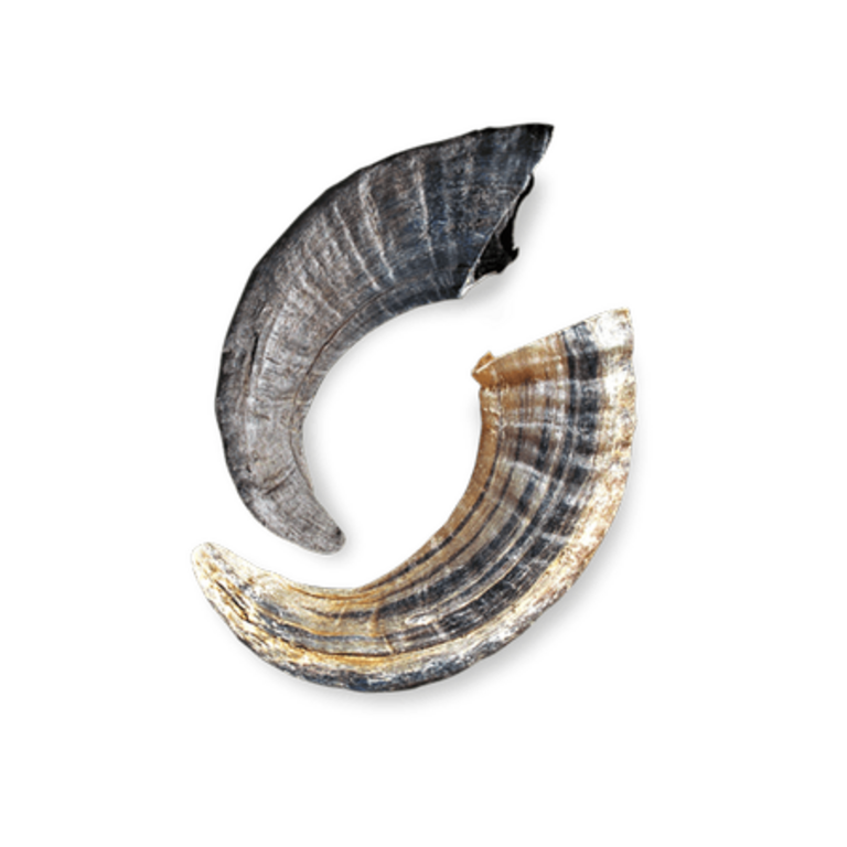 Icelandic Plus Lamb Horns 12 Large Bulk