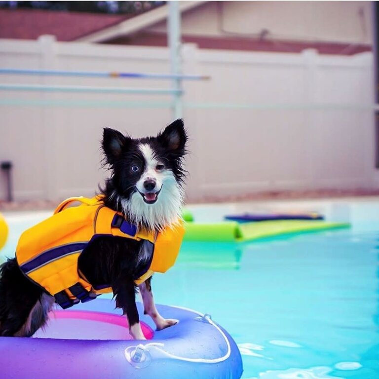 Baydog BAYDOG MONTEREY BAY LIFE JACKET YELLOW SMALL