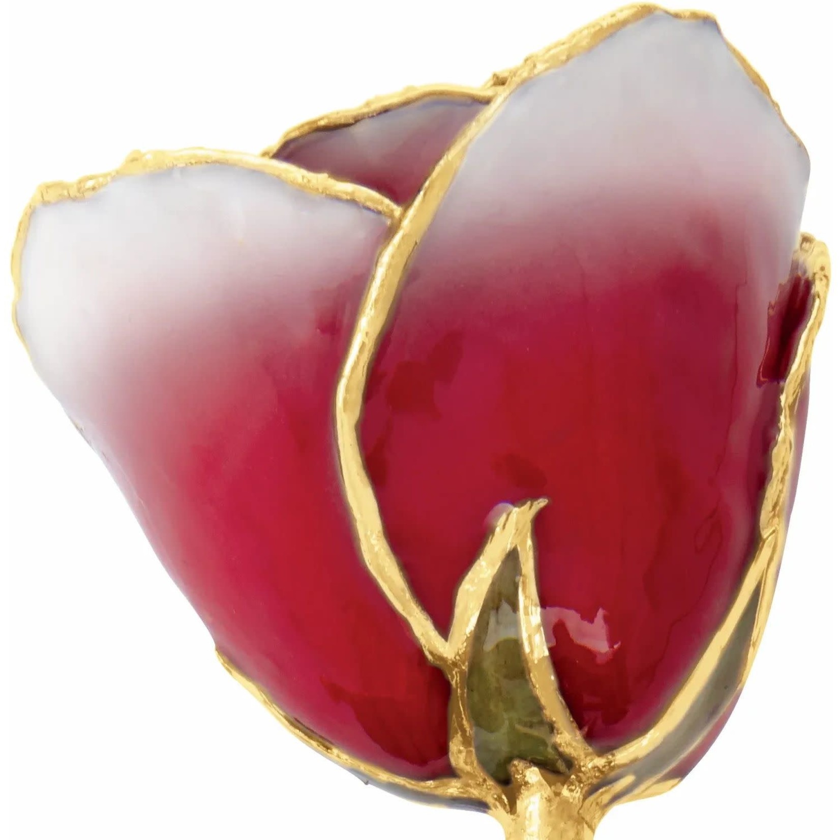 STULLER INC. Lacquer Dipped 24K Gold Trimmed Frozen White/Red Rose