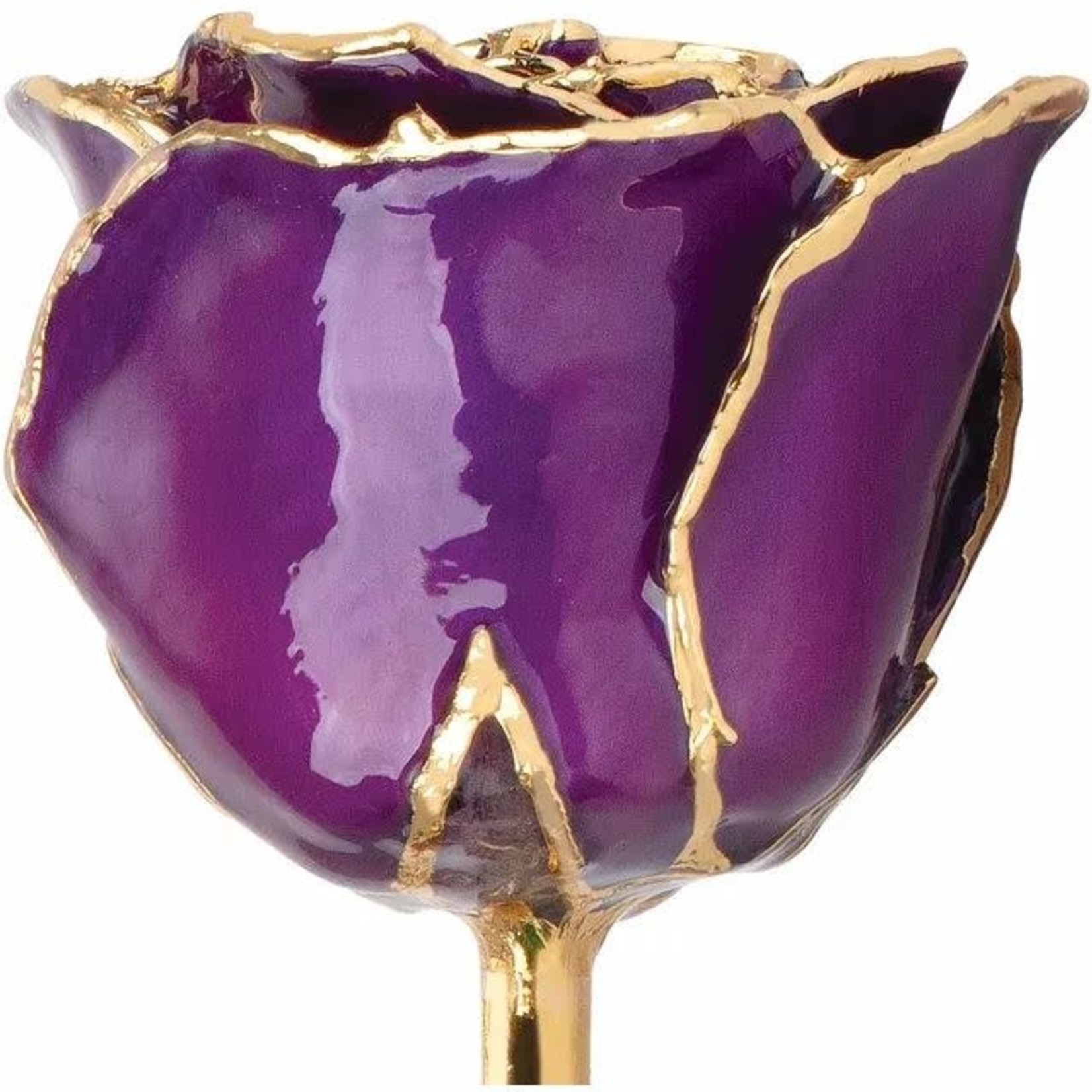 STULLER INC. Lacquer Dipped 24K Gold Trimmed Purple Rose