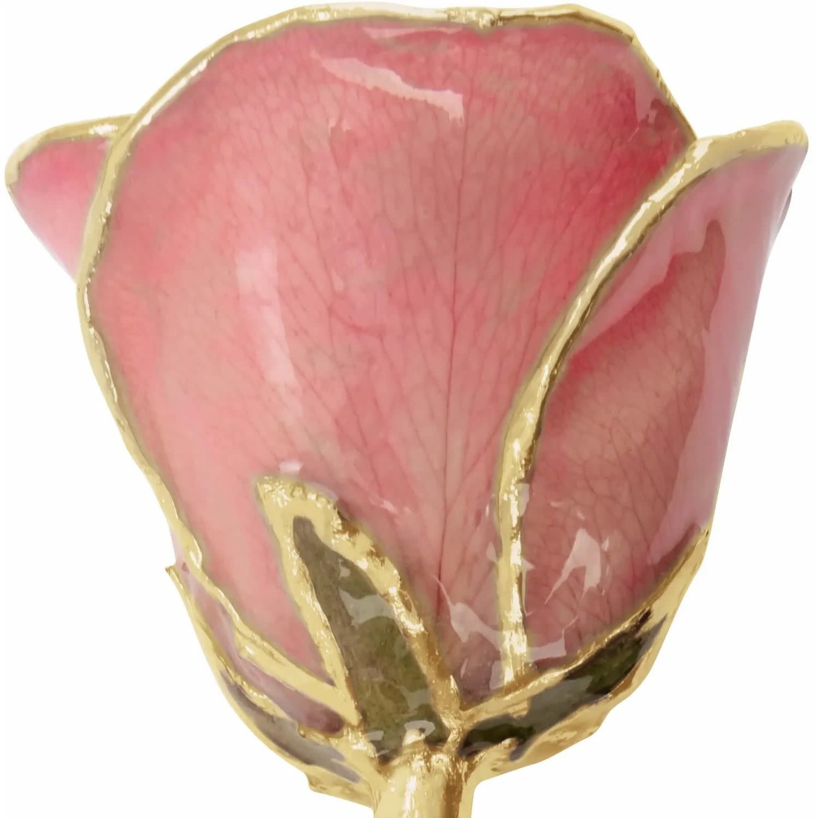 STULLER INC. Lacquer Dipped 24K Gold Trimmed Pink Rose