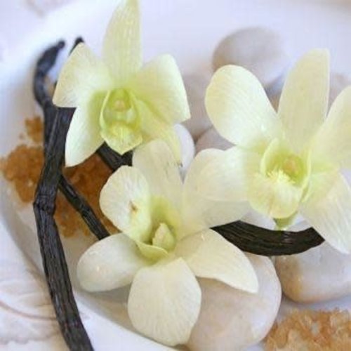 Vanilla Creme 2oz Vanilla Creme 2oz