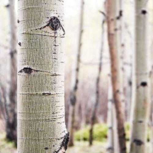 White Birch White Birch