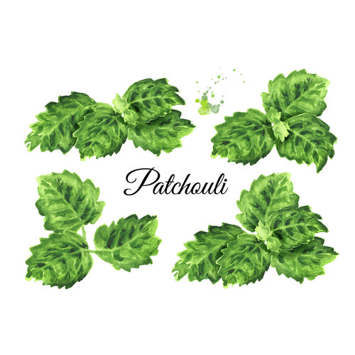 Orange Patchouli Orange Patchouli