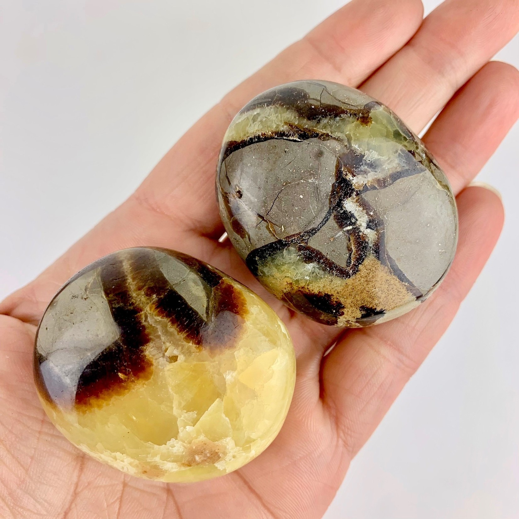 Septarian "Dragon Stone" | Palmstone | 40-50mm | Madagascar
