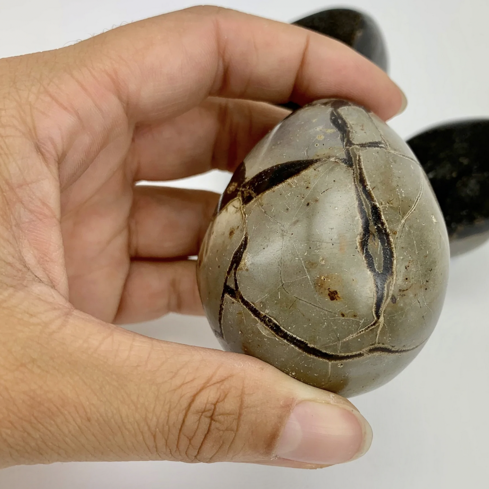 Septarian "Dragon Egg" | 3-4" | Madagascar