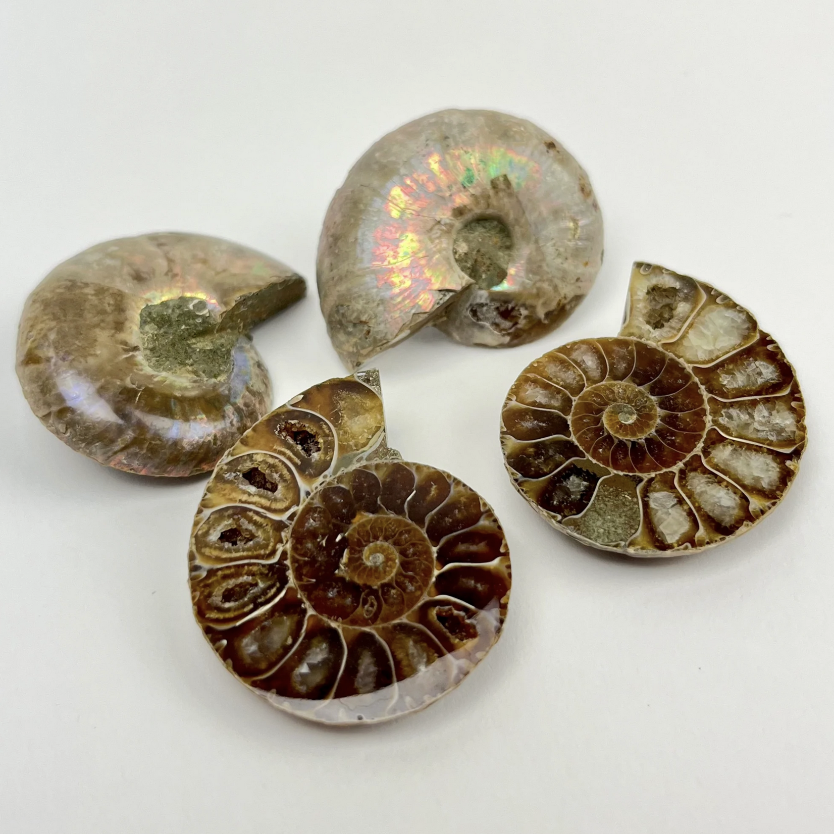 Opalized Ammonite | 30-35mm