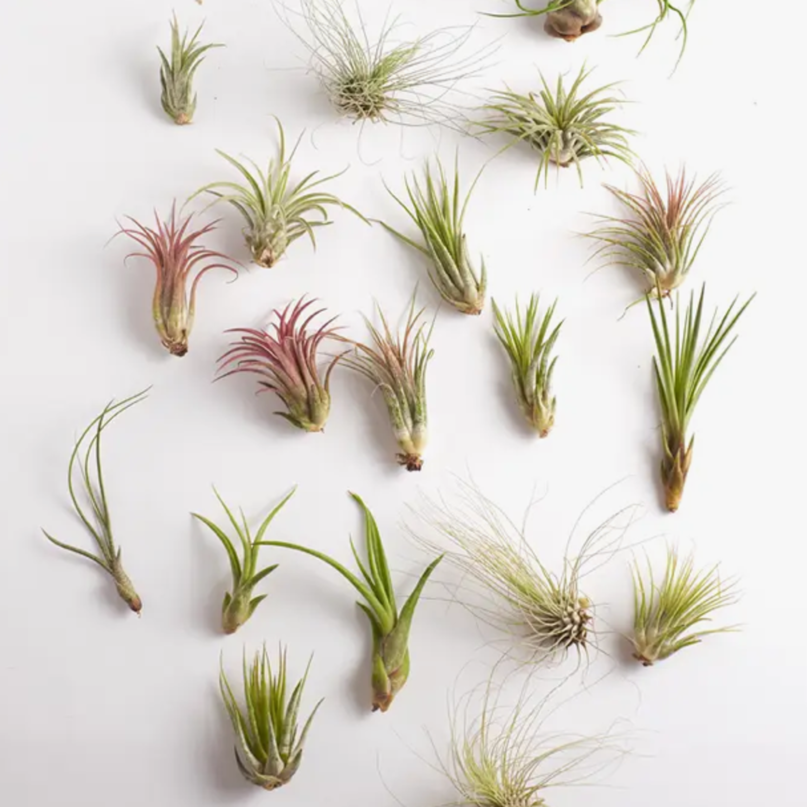 Assorted Air Plant