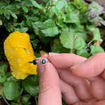 Open Montana Sapphire Ring · 10K White Gold · 8