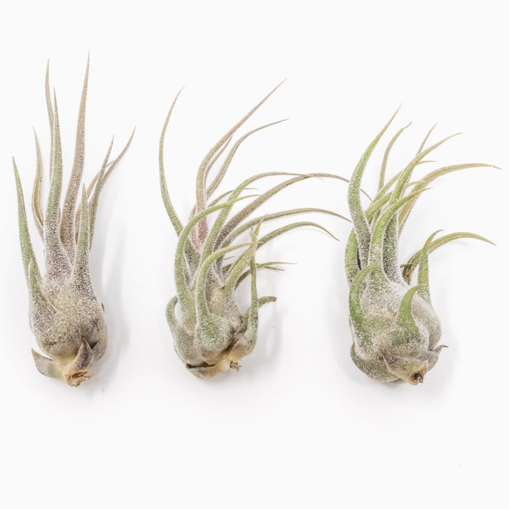 Air Plant Shop Tillandsia Pruniosa | Air Plant