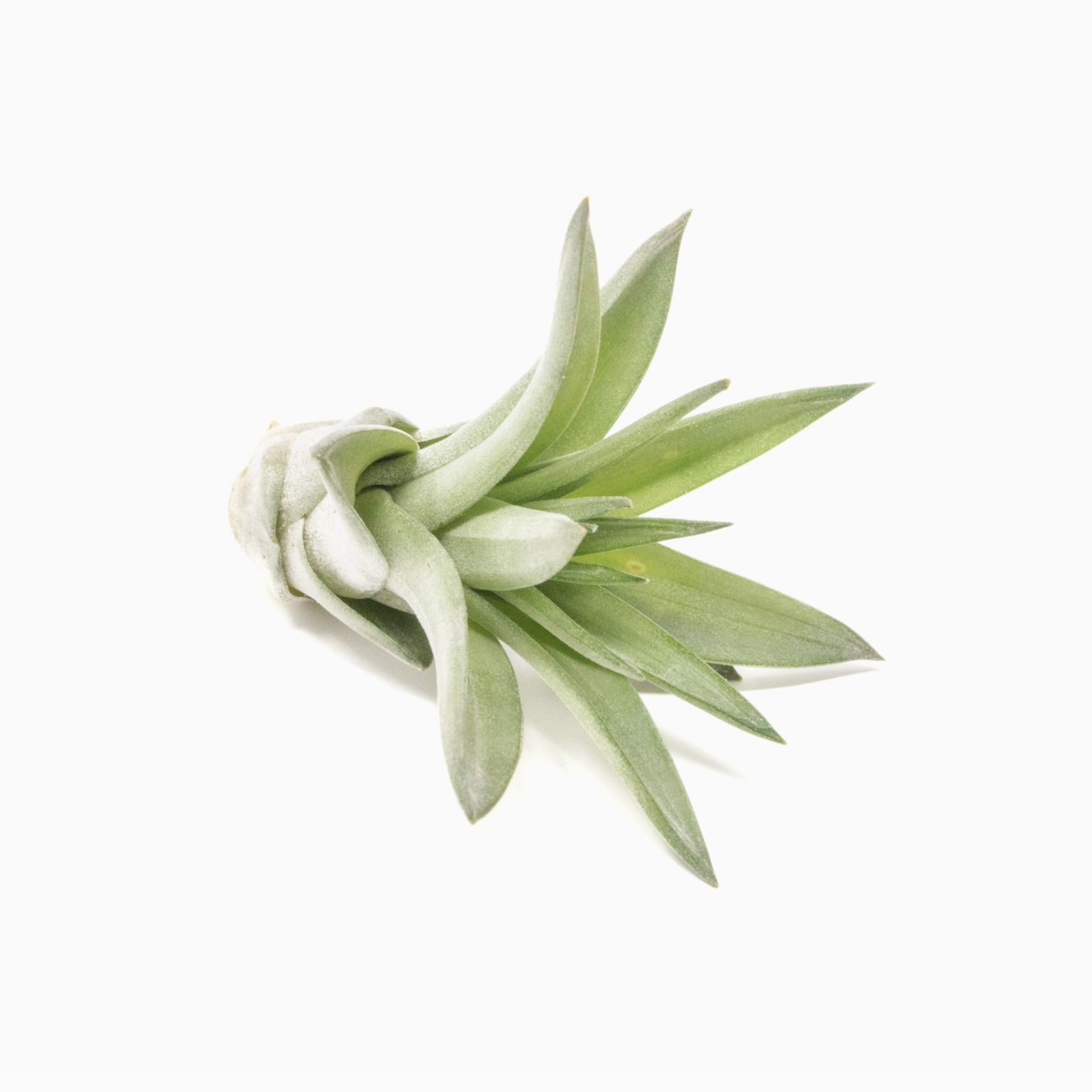 Air Plant Shop Tillandsia Velutina | Air Plant