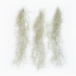 *Tillandsia Usneoides | Spanish Moss