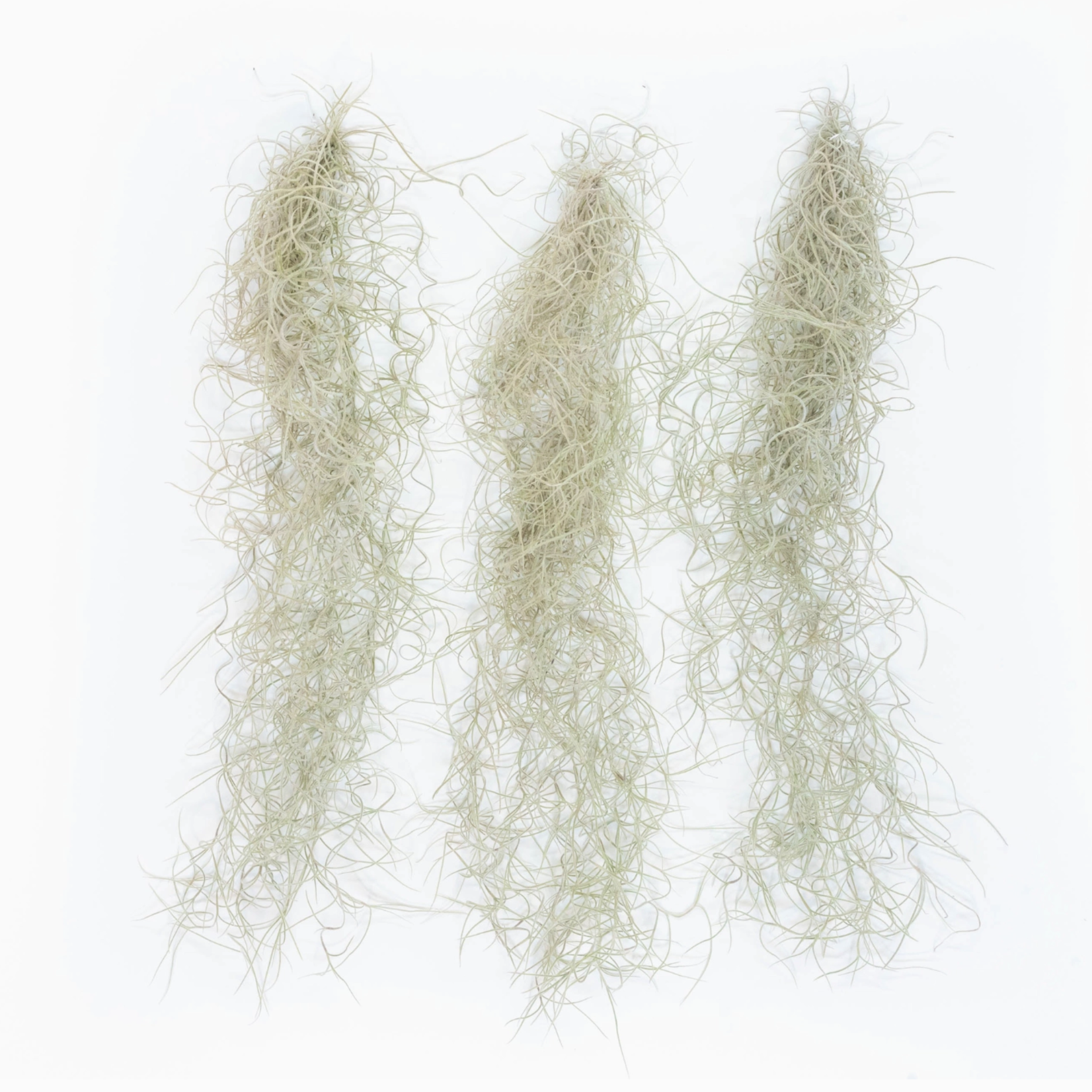 *Tillandsia Usneoides | Spanish Moss