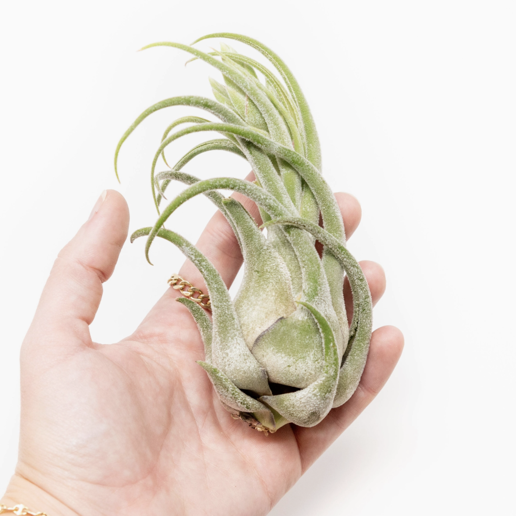 Air Plant Shop Tillandsia Seleriana | Air Plant