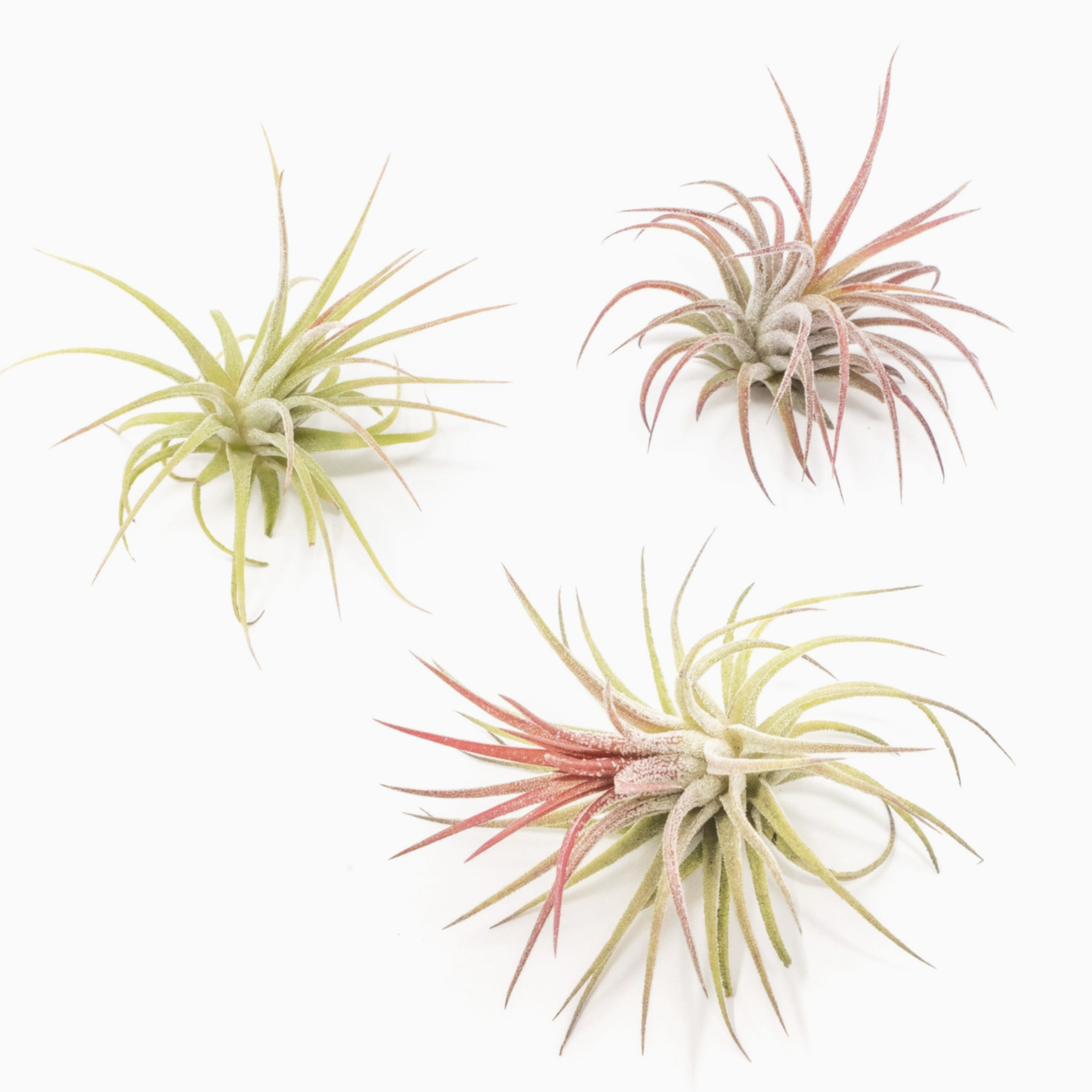 Air Plant Shop Tillandsia Ionanth Fuego | Air Plant