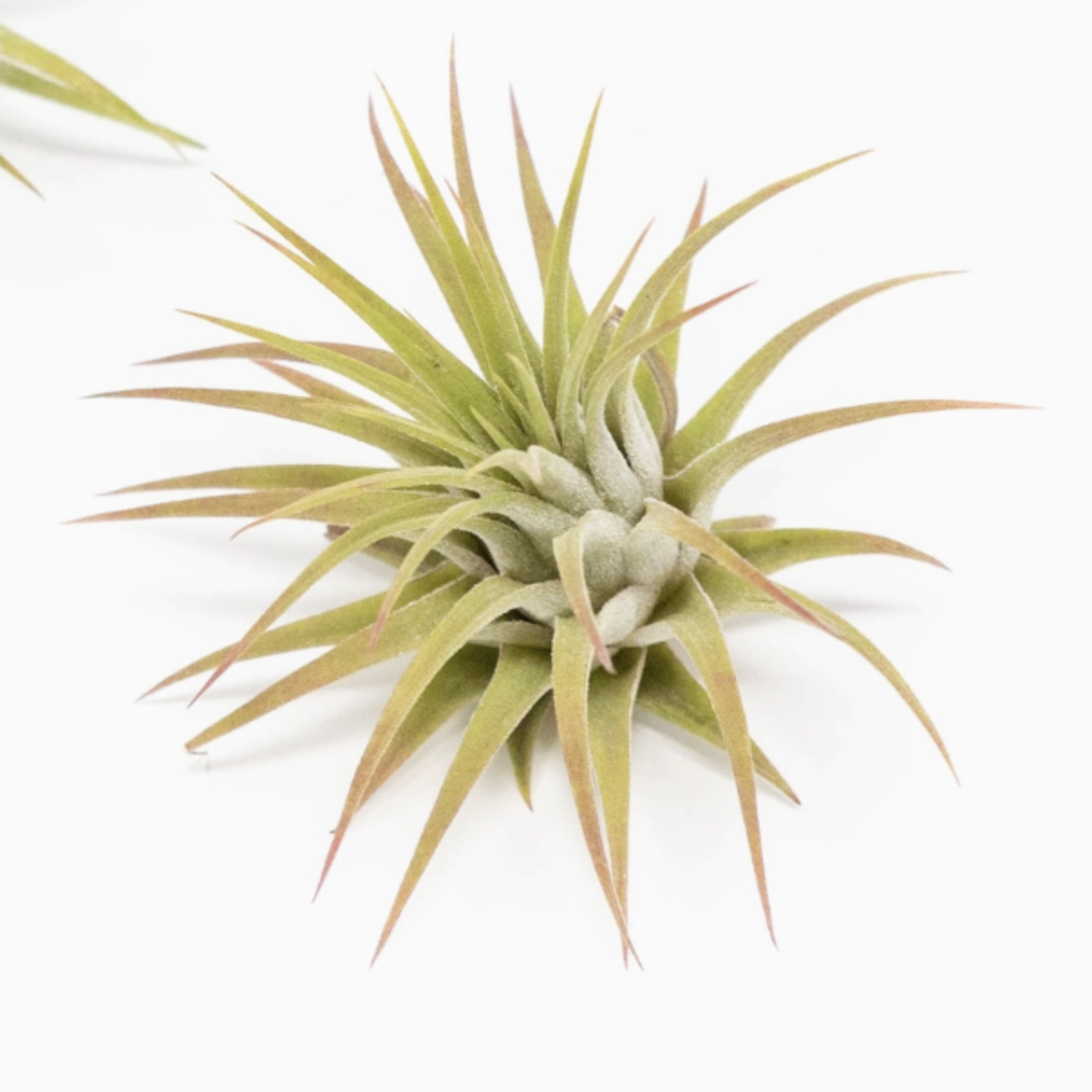 Tillandsia Ionantha Mexico | Air Plants