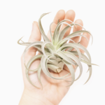 Tillandsia Harrisii | Air Plant