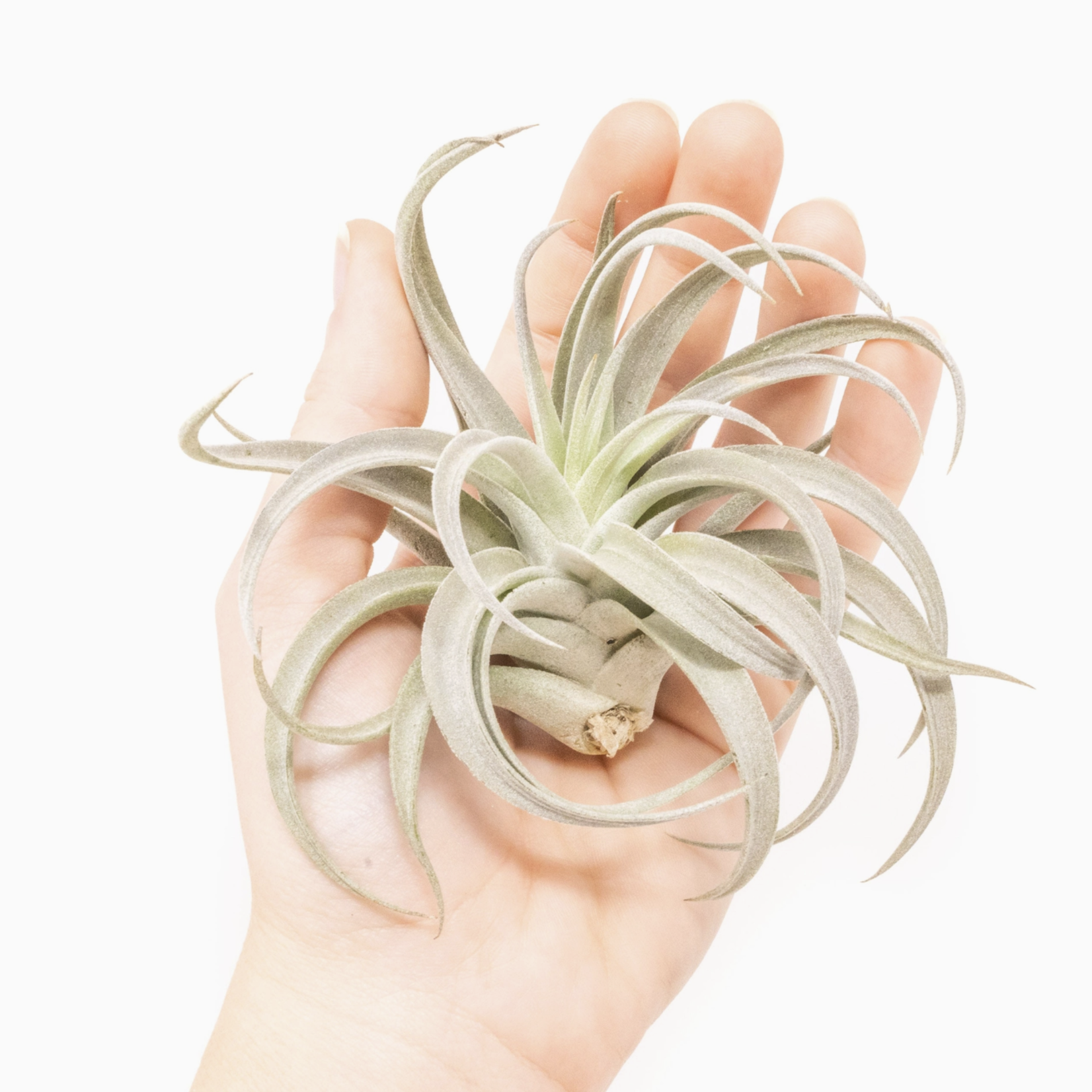 Tillandsia Harrisii | Air Plant