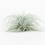 Small Tillandsia Tectorum Ecuador | Air Plant