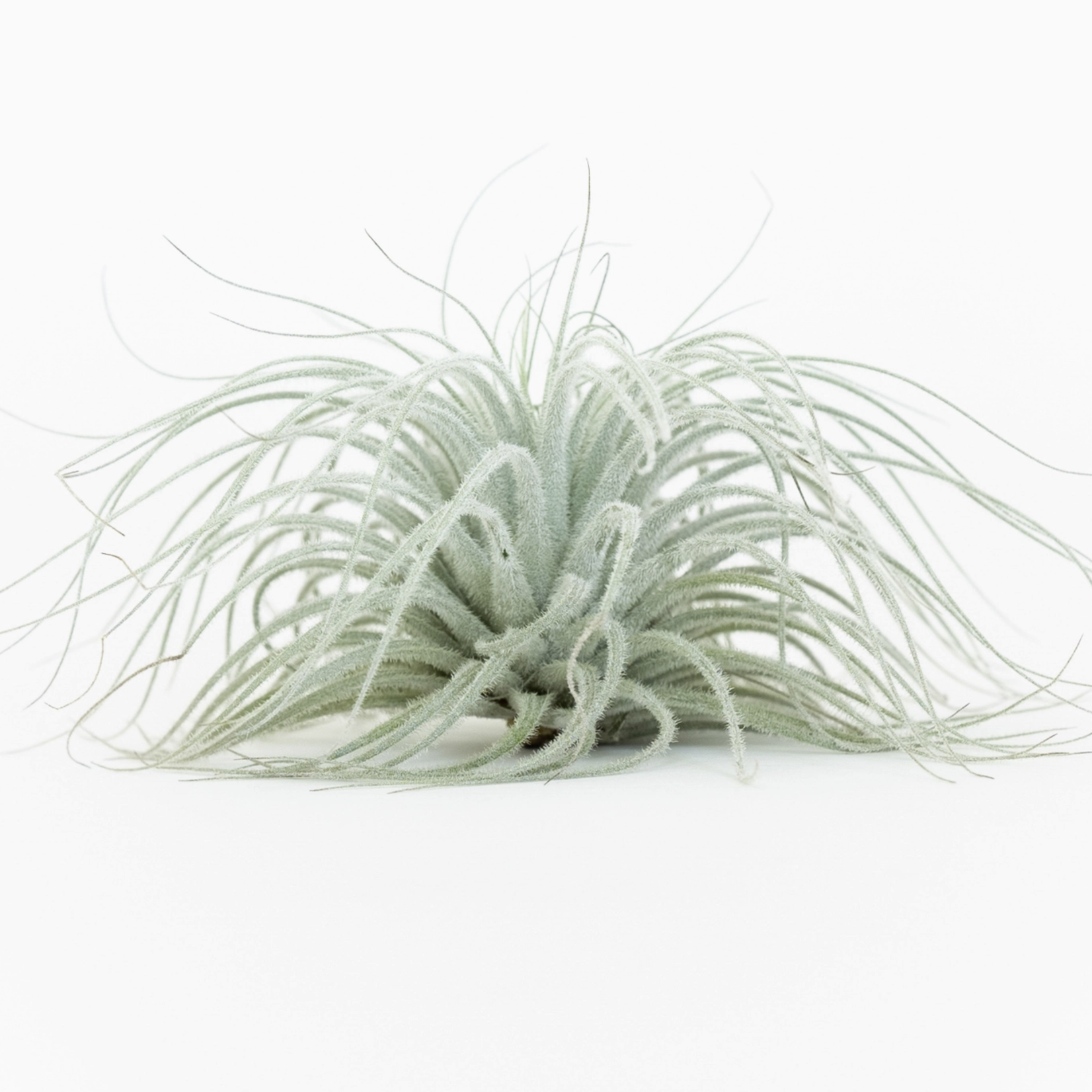 Small Tillandsia Tectorum Ecuador | Air Plant