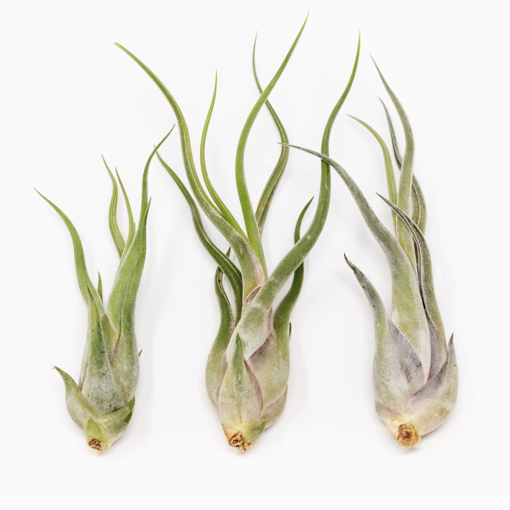 Large Tillandsia Caput Medusae | Air Plant