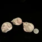 Pink Opal | Sleeping Cat