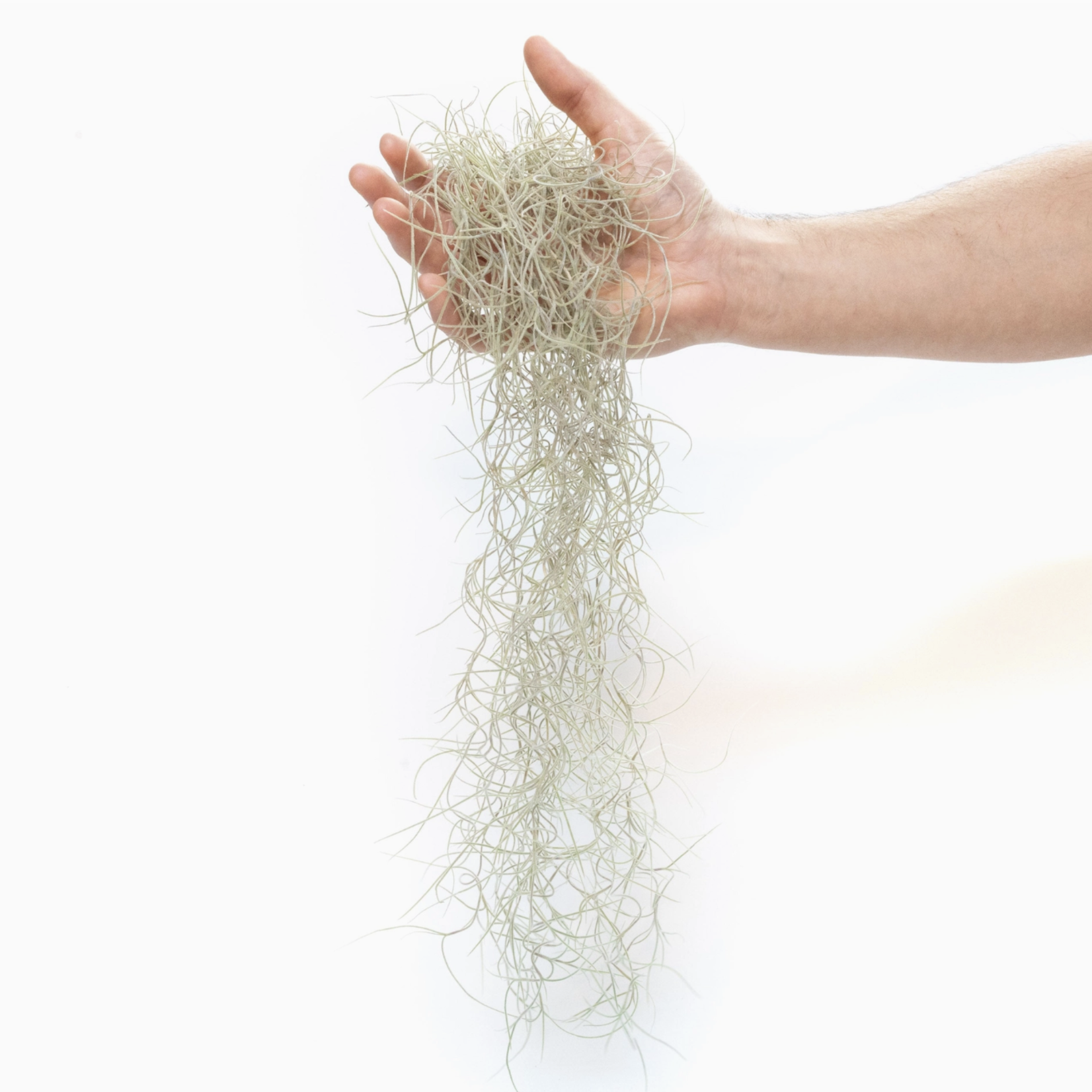 *Tillandsia Usneoides | Spanish Moss