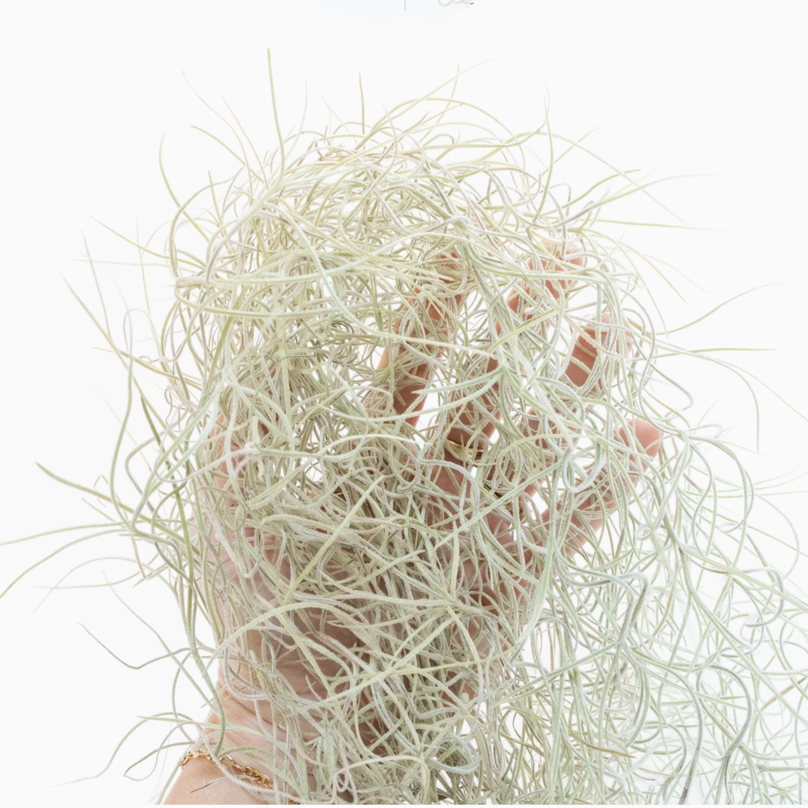 *Tillandsia Usneoides | Spanish Moss