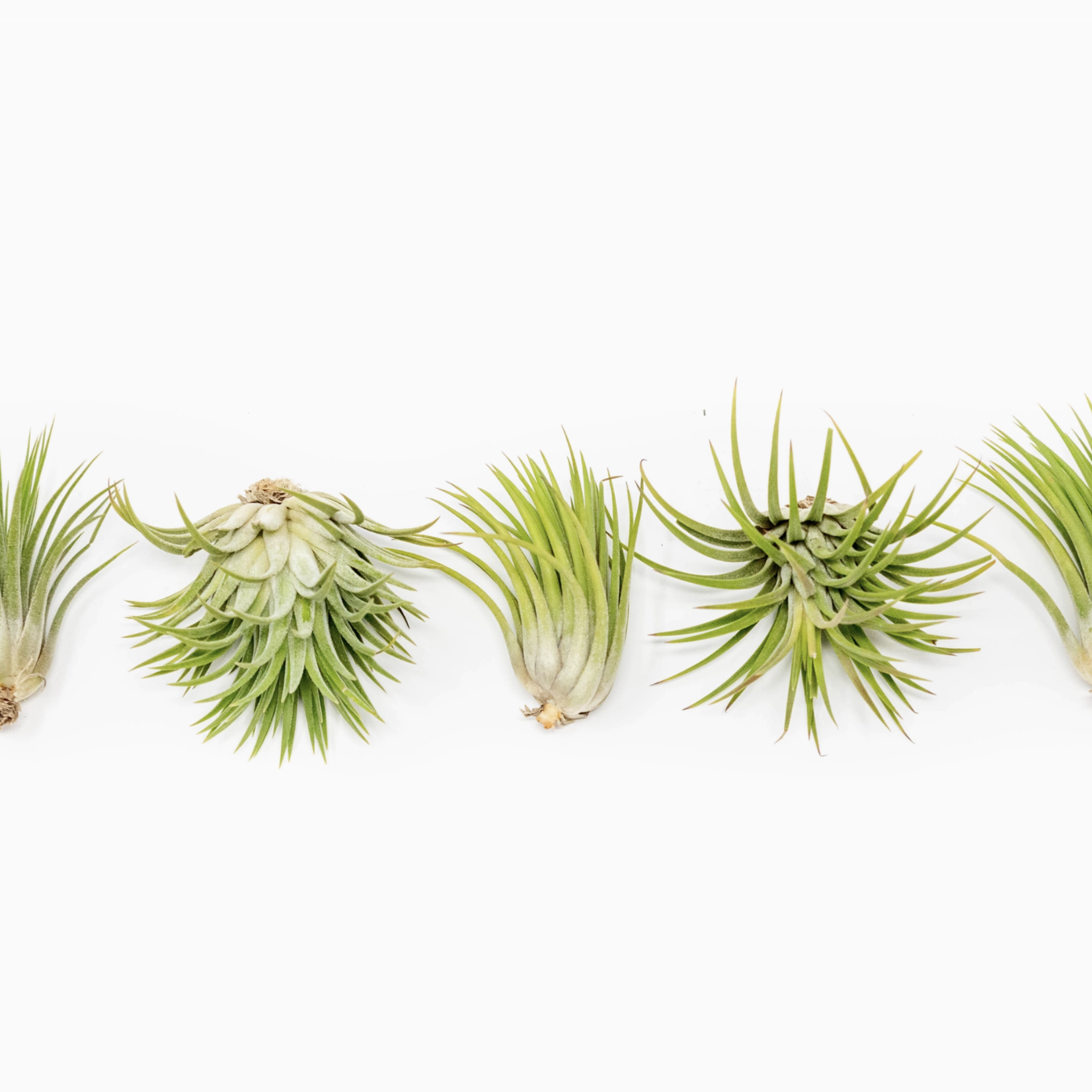 Tillandsia Ionantha Mexico | Air Plants
