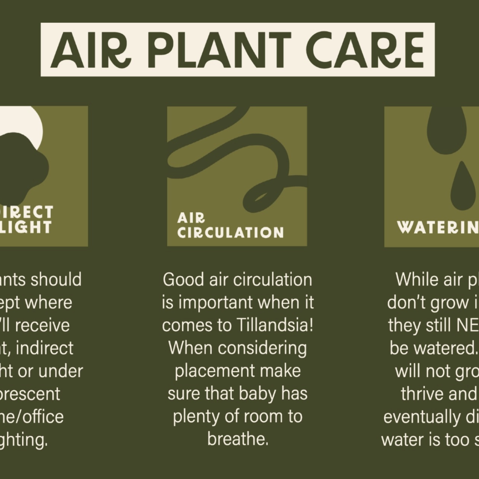 Tillandsia Ionantha Mexico | Air Plants