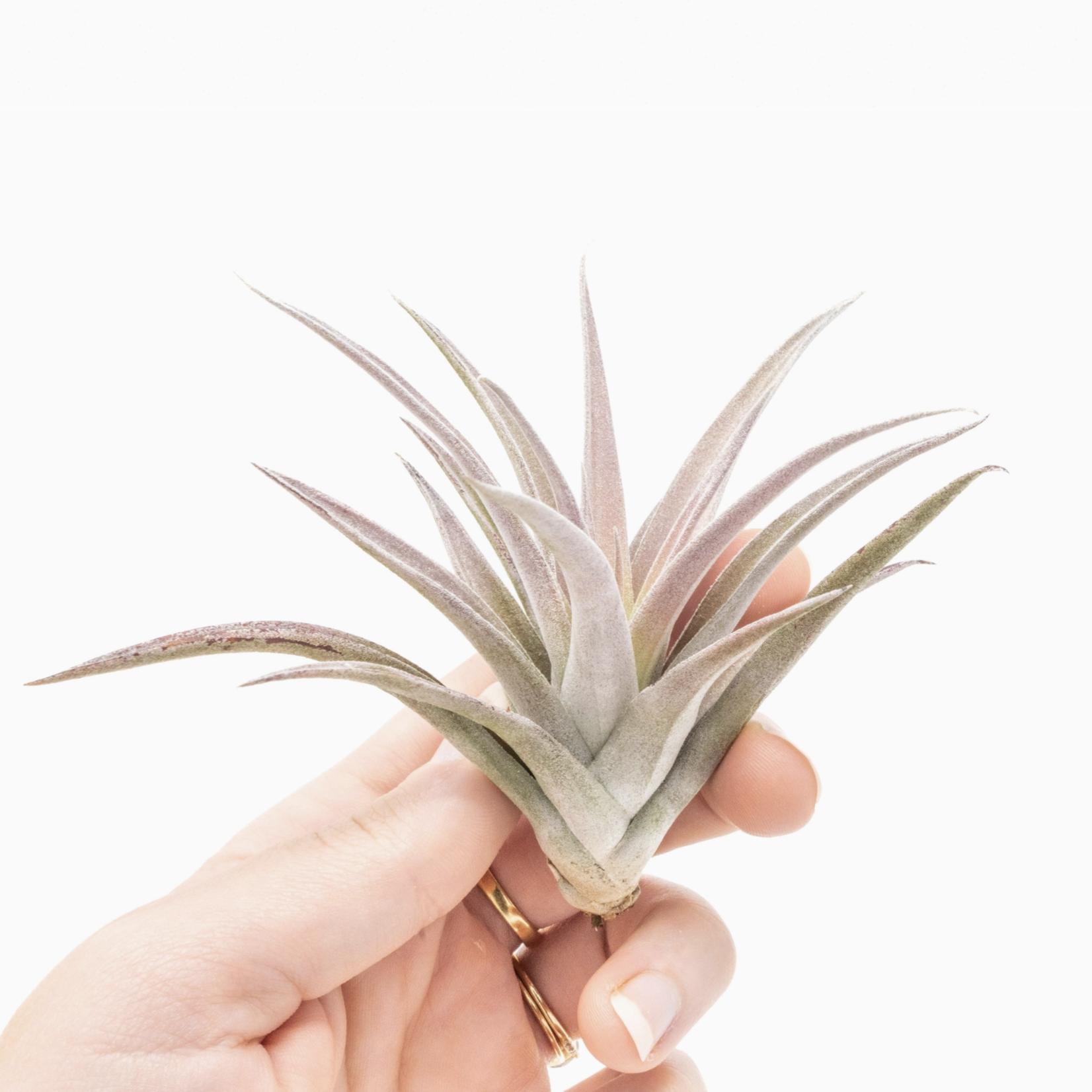 Tillandsia Harrisii | Air Plant