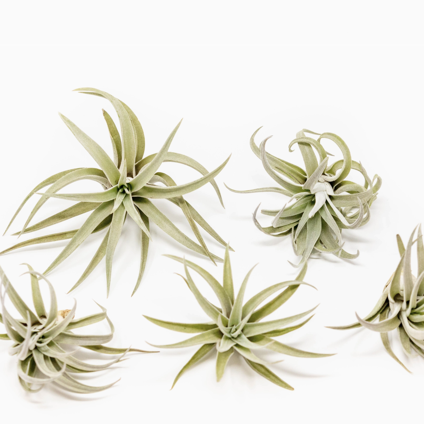 Tillandsia Harrisii | Air Plant