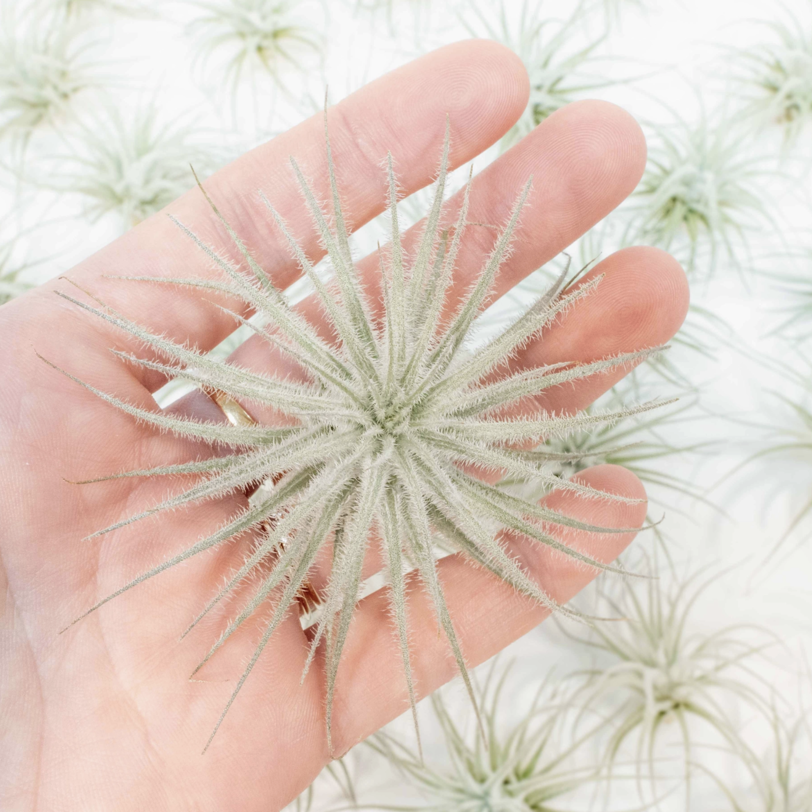 Small Tillandsia Tectorum Ecuador | Air Plant