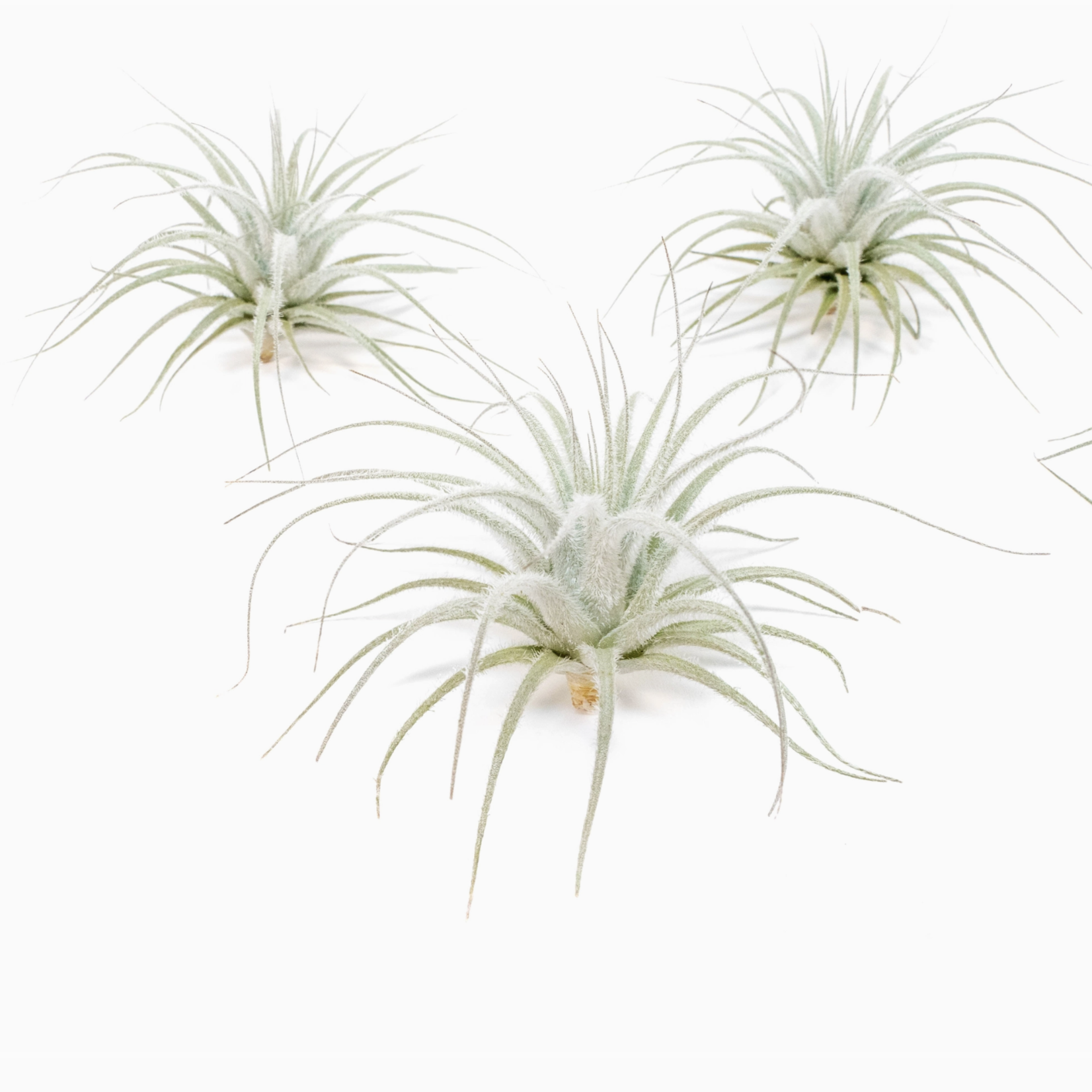 Small Tillandsia Tectorum Ecuador | Air Plant